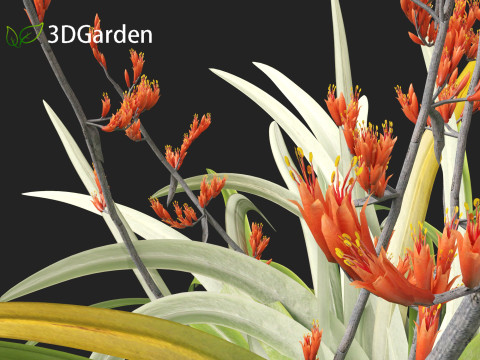 Phormium tenax - New Zealand flax 3D Model