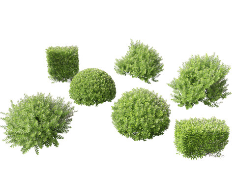 Pittosporum crassifolium - Karo Tree 3Dモデル