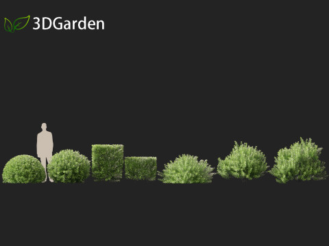 Pittosporum crassifolium - Karo Tree 3D-Modell