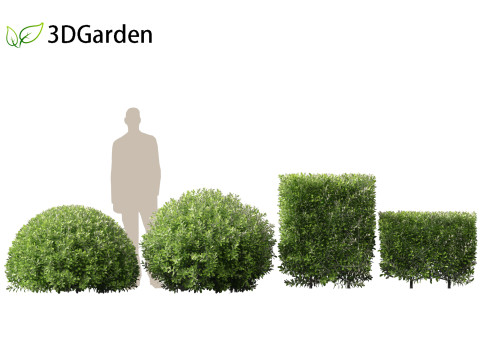 Pittosporum crassifolium - Karo Tree 3D-Modell