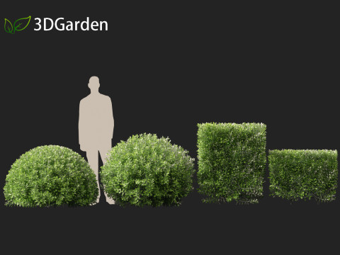 Pittosporum crassifolium - Karo Tree 3D-Modell