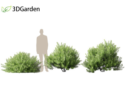 Pittosporum crassifolium - Karo Tree 3D-Modell
