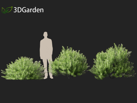 Pittosporum crassifolium - Karo Tree 3D-Modell