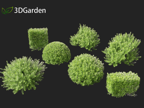 Pittosporum crassifolium - Karo Tree 3D-Modell