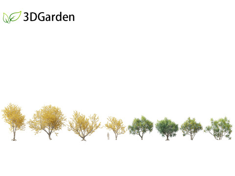 Sophora microphylla - New Zealand Christmas tree Modelo 3D