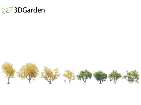 Sophora microphylla - New Zealand Christmas tree 3D Model