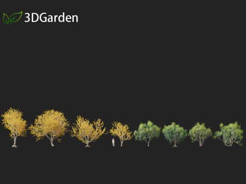 Sophora microphylla - New Zealand Christmas tree 3D Model