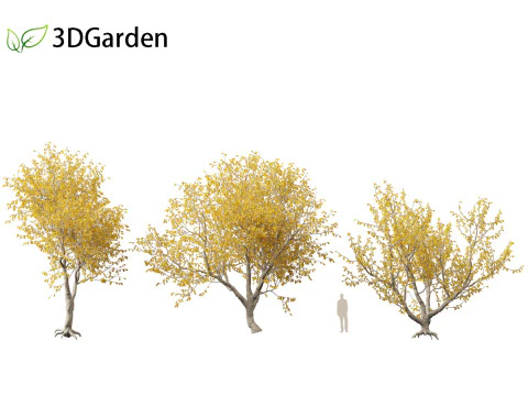 Sophora microphylla - New Zealand Christmas tree 3D Model