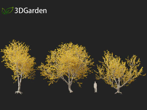 Sophora microphylla - New Zealand Christmas tree 3D Model