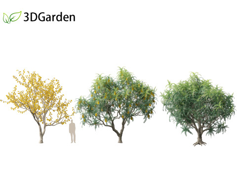 Sophora microphylla - New Zealand Christmas tree Modelo 3D