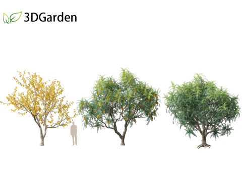 Sophora microphylla - New Zealand Christmas tree 3D Model