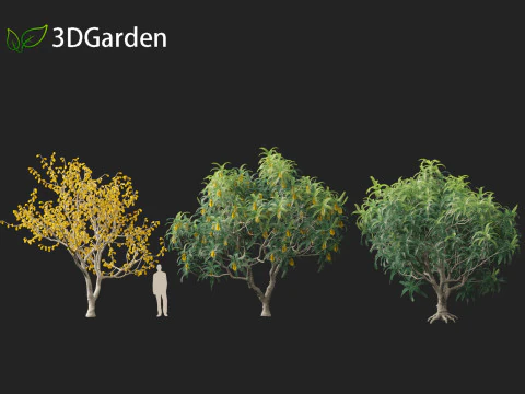 Sophora microphylla - New Zealand Christmas tree 3D Model