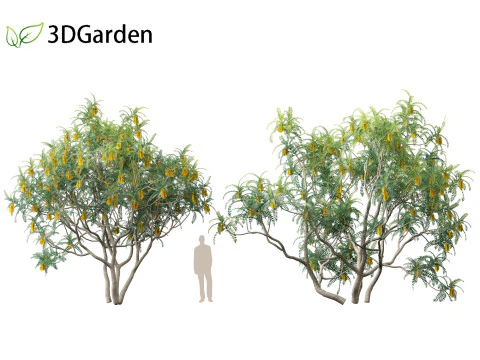Sophora microphylla - New Zealand Christmas tree 3D Model