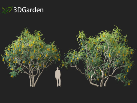 Sophora microphylla - New Zealand Christmas tree Modelo 3D