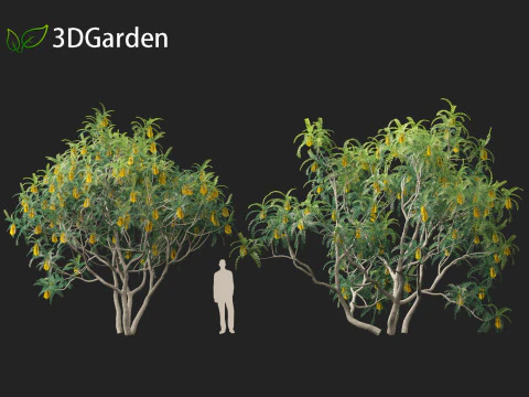 Sophora microphylla - New Zealand Christmas tree 3D Model