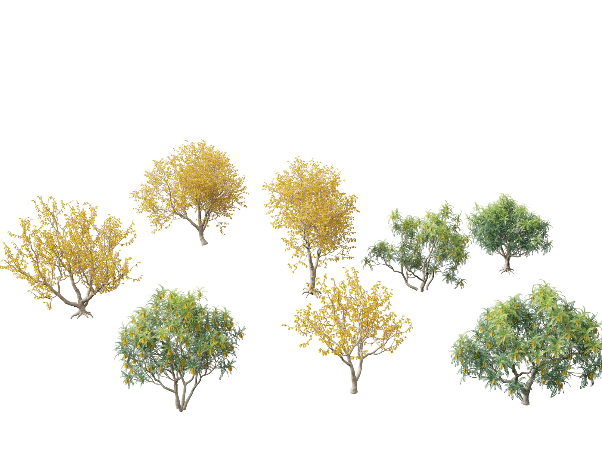 Sophora microphylla - New Zealand Christmas tree 3D Model .c4d .max .obj .3ds .fbx .stl .blend