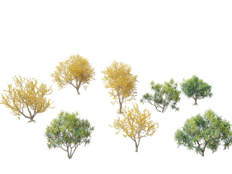 Sophora microphylla - Nieuw-Zeelandse kerstboom 3D Model