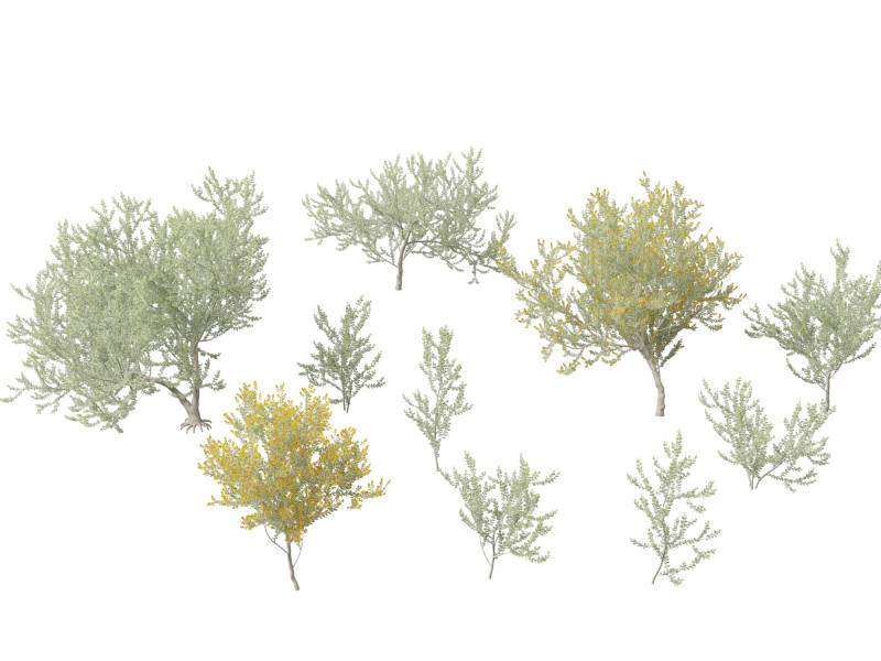Acacia podalyriifolia - Queensland silver wattle 3D 모델 .c4d .max .obj .3ds .fbx .stl .blend 
