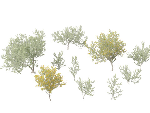 Acacia podalyriifolia - Queensland silver wattle 3D Model