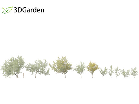 Acacia podalyriifolia - Queensland silver wattle 3D 모델