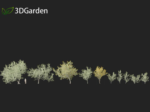 Acacia podalyriifolia - Queensland silver wattle 3D Model
