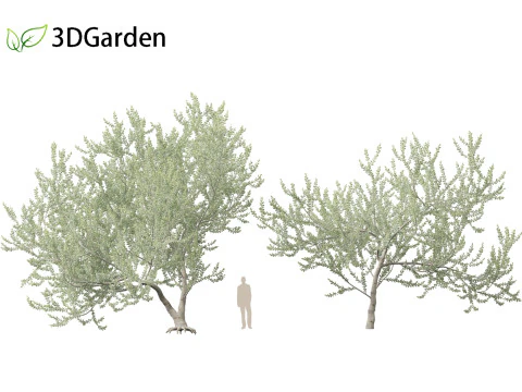 Acacia podalyriifolia - Queensland silver wattle 3D Model