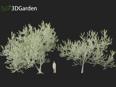 Acacia podalyriifolia - Queensland silver wattle 3D Model