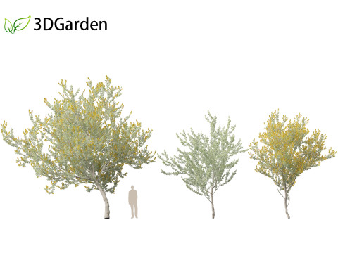 Acacia podalyriifolia - Queensland silver wattle 3D 모델