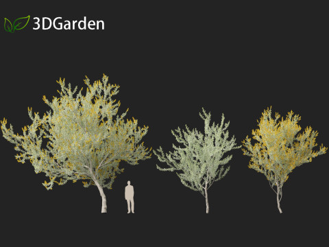 Acacia podalyriifolia - Queensland silver wattle 3D 모델