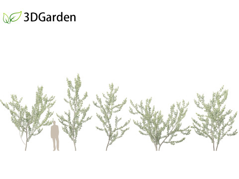 Acacia podalyriifolia - Queensland silver wattle 3D 모델