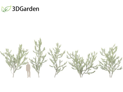 Acacia podalyriifolia - Queensland silver wattle 3D Model