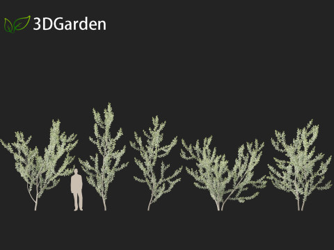 Acacia podalyriifolia - Queensland silver wattle 3D 모델
