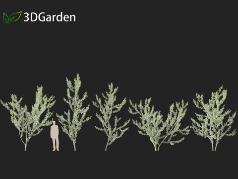 Acacia podalyriifolia - Queensland silver wattle 3D Model
