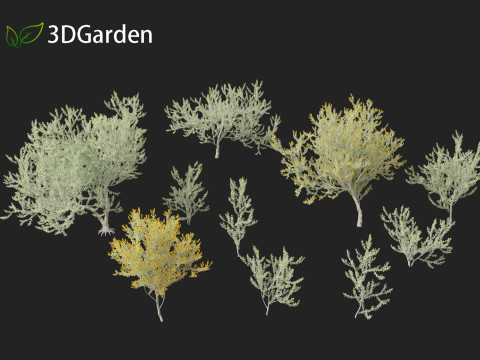 Acacia podalyriifolia - Queensland silver wattle 3D 모델