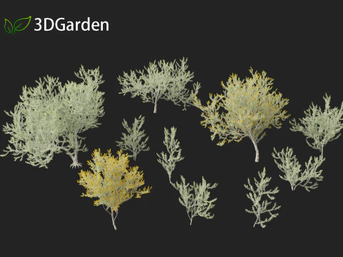 Acacia podalyriifolia - Queensland silver wattle 3D Model