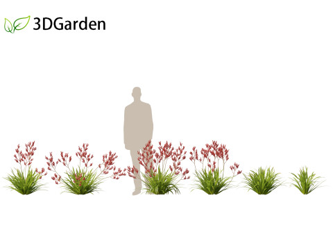 Anigozanthos flavidus - Evergreen kangaroo paw 3D Model