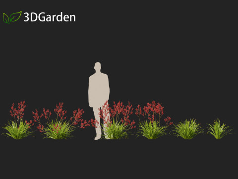 Anigozanthos flavidus - Evergreen kangaroo paw 3D Модель