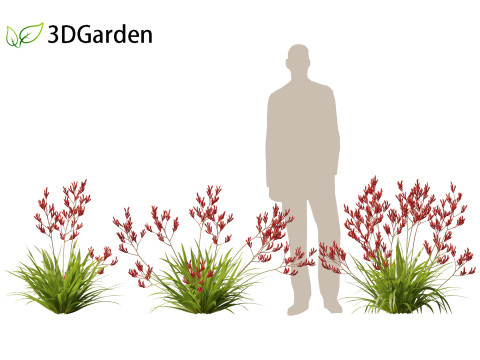 Anigozanthos flavidus - Evergreen kangaroo paw 3D Модель