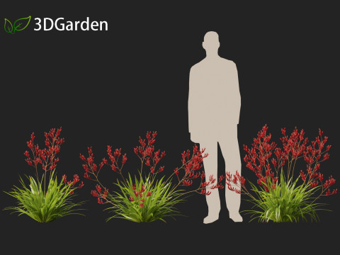 Anigozanthos flavidus - Evergreen kangaroo paw 3D Модель