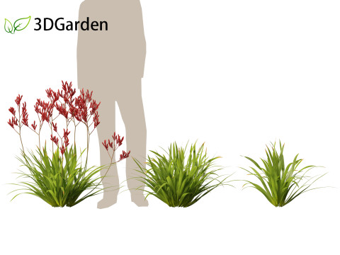 Anigozanthos flavidus - Evergreen kangaroo paw 3D Модель