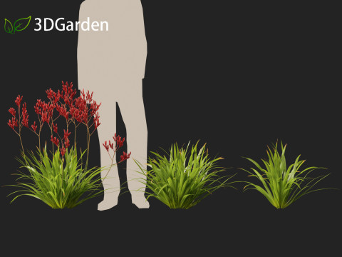 Anigozanthos flavidus - Evergreen kangaroo paw 3D Модель