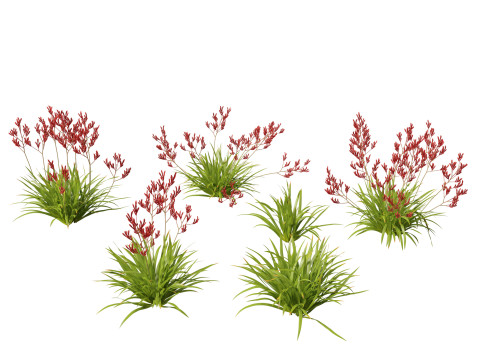 Anigozanthos flavidus - Evergreen kangaroo paw 3D Модель