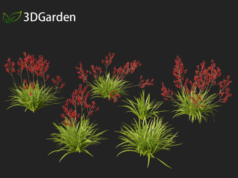 Anigozanthos flavidus - Evergreen kangaroo paw 3D Модель