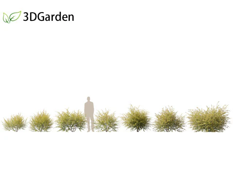 Austromyrtus dulcis - Midgen berry 3D Model
