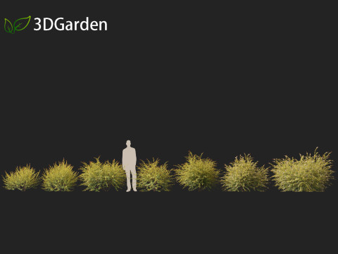 Austromyrtus dulcis - Midgen berry Model 3D