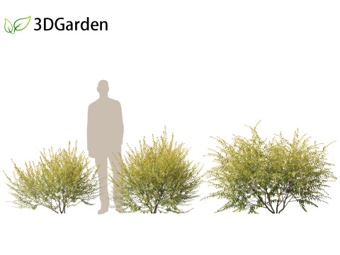 Austromyrtus dulcis - Midgen berry Model 3D