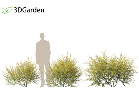 Austromyrtus dulcis - Midgen berry 3D Model