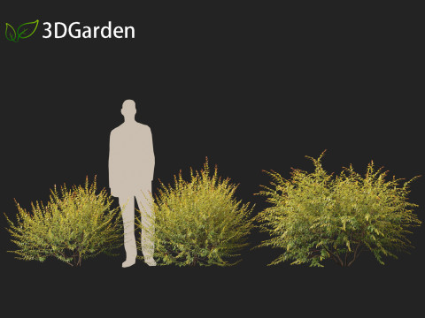 Austromyrtus dulcis - Midgen berry Model 3D