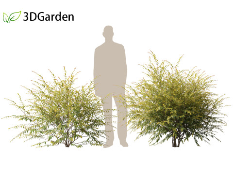 Austromyrtus dulcis - Midgen berry Model 3D