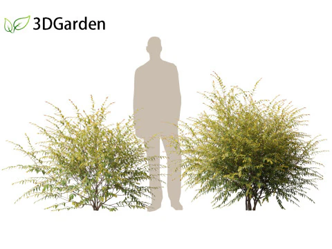 Austromyrtus dulcis - Midgen berry 3D Model